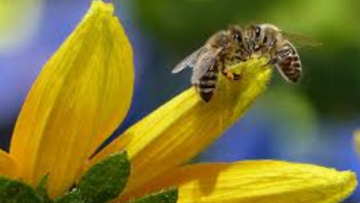 Pollinator Friendly Gardening: How to Help Bees, Butterflies, and Other Pollinators Thrive in Your Backyard