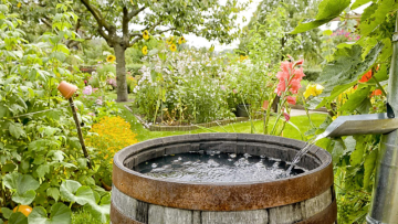 Collecting Rainwater for a Sustainable and Thriving Garden